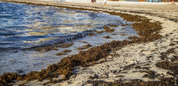 Universidad UFHEC investiga cómo extraer fármacos del sargazo que invade playas dominicanas