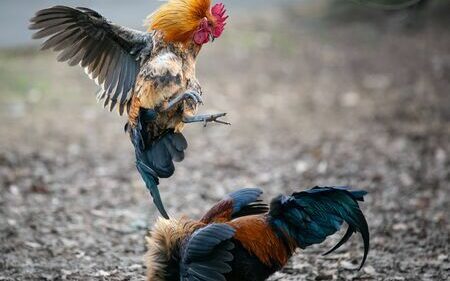 PN apresa a “Tintín” por robo de gallos de pelea en Santiago (Video)