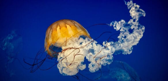 Avistan medusas ‘pegajosas’ sumamente tóxicas en las costas de Nueva Jersey