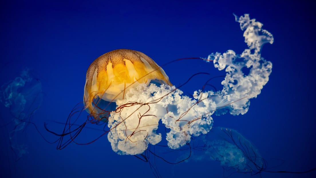 Avistan medusas ‘pegajosas’ sumamente tóxicas en las costas de Nueva Jersey