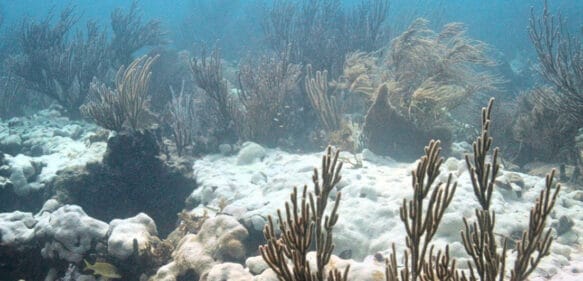 Declaran alerta máxima en los Cayos de Florida por el blanqueamiento de los corales