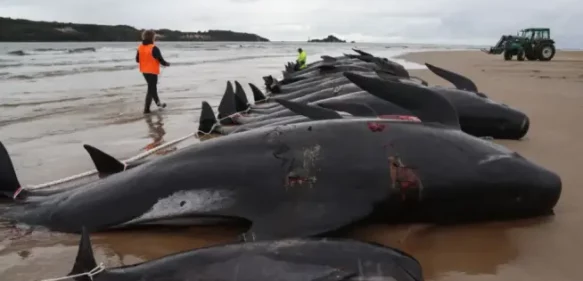 Más de 50 ballenas piloto mueren al quedar varadas en playa de Australia
