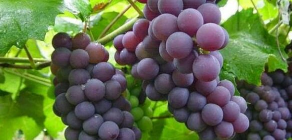 Descubren genes de variedad de uva criolla de Neiba coinciden con antigua variedad Griega Heptakilus