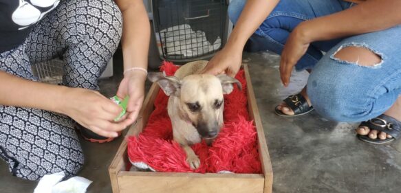 Realizan jornada de esterilización de perros y gatos en Río San Juan