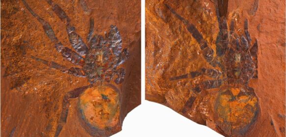 Encuentran un fósil de un nuevo género de araña de hasta 16 millones de años de antigüedad