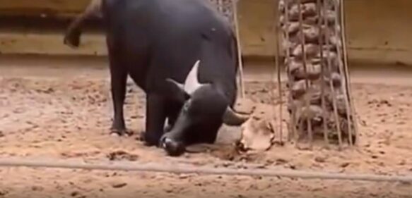 Video: Búfalo ayuda a tortuga voltearse