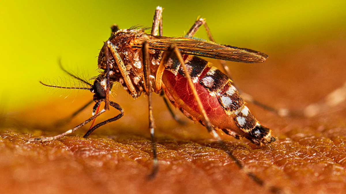 Este jueves fueron reportados 7 casos de Dengue en el país