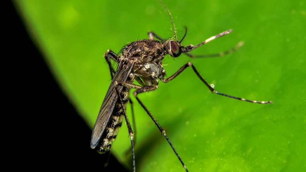 El oropouche es un virus que puede provocar síntomas similares al dengue, como fiebre y escalofríos, dolor en el cuerpo, náuseas o sensación de malestar general y se transmite principalmente por la picadura del mosquito Culicoides paraensis.