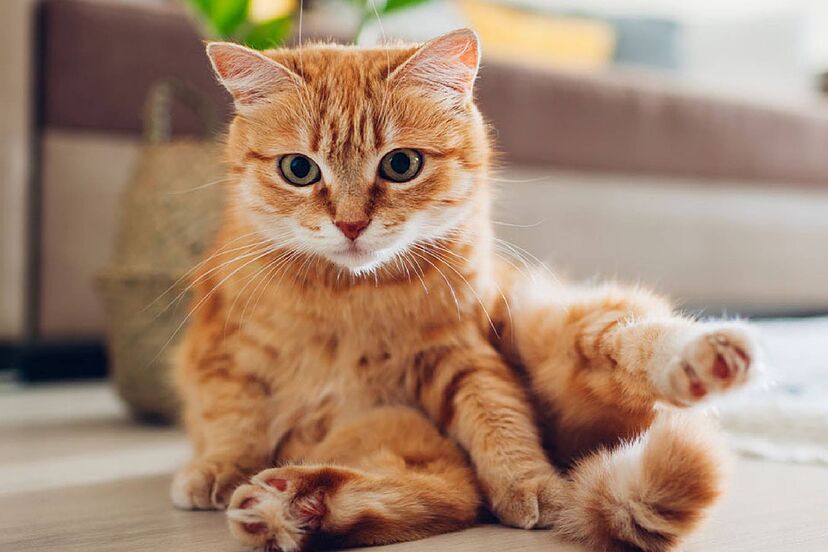 Dia Internacional del Gato conozca por que se celebra tres veces al ano 1