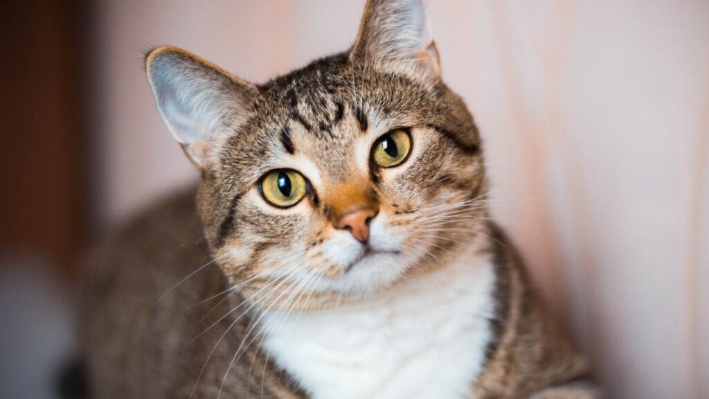 Día Internacional del Gato conozca por qué se celebra tres veces al año