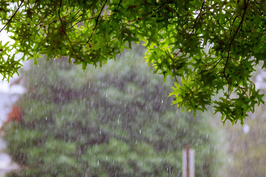 heavy rain starting over a stream with tree during 2023 11 27 04 52 15 utc