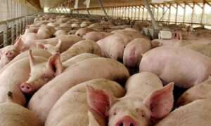 Detectan casos de fiebre porcina africana en varias provincias del país; autoridades toman medidas de contención