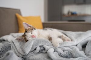 ¿Quieres saber por qué tu gato duerme en tu cama? Descúbrelo