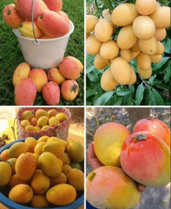 El Mango: La Joya Tropical de República Dominicana