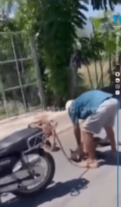 Hombre arrastra perro