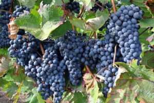 República Dominicana inicia exportación de uvas de mesa a Estados Unidos y otros mercados internacionales