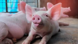 Productores acusan al Gobierno de mal manejo de peste porcina