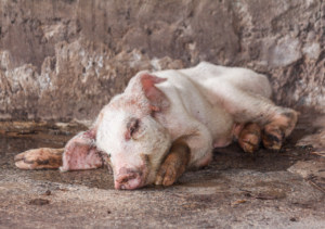 Director de Ganadería llama a no politizar brote de peste Porcina