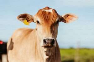 La DGII obliga al subsector carne bovina a retener un 1% de renta de vendedores informales