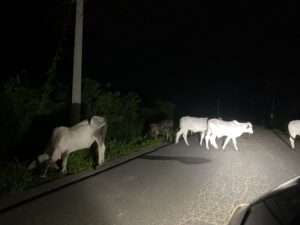 denuncian presencia de animales DE MADRUGADA en las vías EN GUERRA