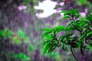 COE emite alerta verde para cinco provincias por lluvias y ráfagas de viento