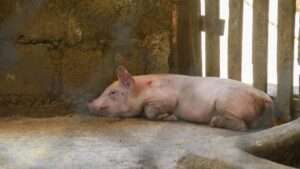 Los rebrotes de la PPA afectan a unos 72 criadores de cerdos