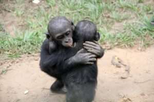 Se abrazan, se agarran de la mano: bonobos y chimpancés comparten empatía con los humanos
