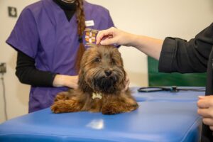 Por qué los animales domésticos podrían estar aumentando la resistencia a los antibióticos