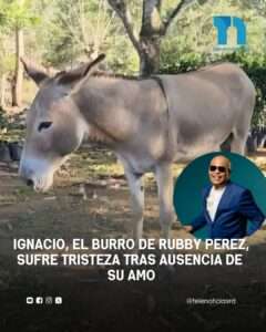 ignacio, el burro de rubby perez, sufre tristeza tras perdida de su amo