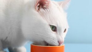 ¿Es bueno el atún para los gatos? Qué dicen los expertos