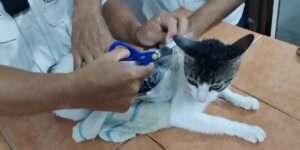 Costa Rica: Atrapan a gato que se usaba para transportar droga dentro de un penal