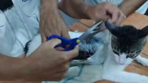 Interceptan a gato que intentaba ingresar droga a una cárcel en Costa Rica