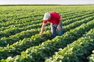 Día del Agricultor: Homenaje a los guardianes de nuestra alimentación