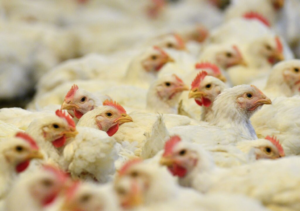 República Dominicana y otros países suspenden la compra de pollo de Brasil por gripe aviar.