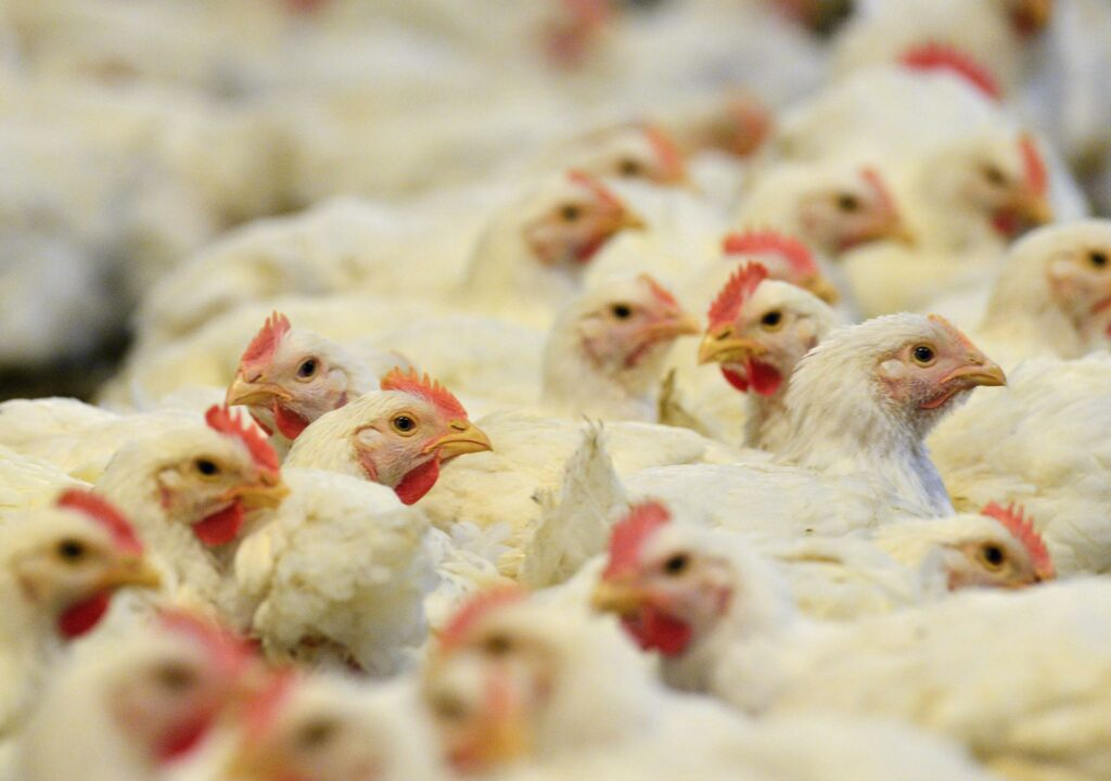República Dominicana y otros países suspenden la compra de pollo de Brasil por gripe aviar.