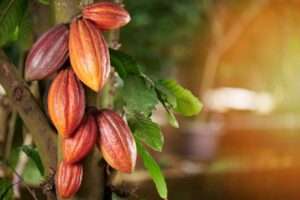 Precio internacional del cacao sube 9.1 % en mayo por clima y tensiones comerciales