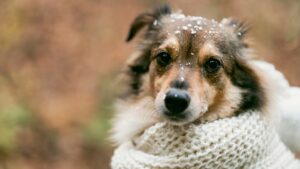 Dónde deben dormir los perros en noches frías, según los expertos
