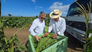 En República Dominicana existen 29 zonas tabacaleras en 15 provincias, informa Intabaco