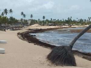 Advierten sargazo afecta economía y turismo en la costa de Punta Cana