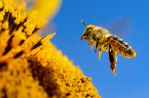 ¡NO LAS MATES! Alertan sobre la poca cantidad de abejas a nivel mundial