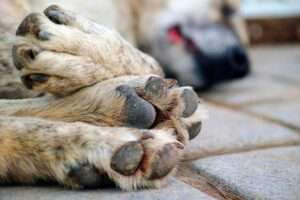 “Y nadie hace nada”: residentes de Las Terrenas denuncian envenenamiento de decenas de perros