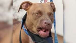 Niña muere tras ataque de pitbull recién adoptado, un día antes de su cumpleaños