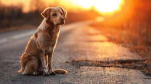27 de julio, Día Internacional del Perro Callejero