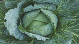 Cuáles son los 9 beneficios del repollo para la salud