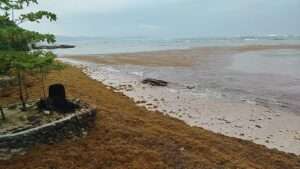 Inician operativo de limpieza de sargazo en playa Caletón; buscan preservar atractivo turístico de Río San Juan