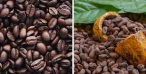 “RD fortalece lazos comerciales con Japón y aumenta exportaciones de cacao y café”