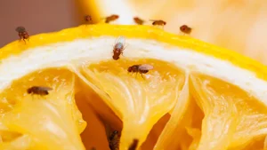 Adiós a las moscas de la fruta: el método casero más recomendado por especialistas