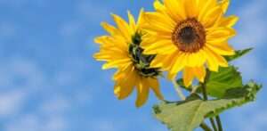 ¿Por qué se regalan flores amarillas este 21 de septiembre? Conozca el significado