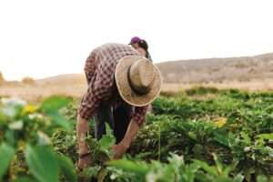 El 9 de septiembre se celebra el Día Mundial de la Agricultura