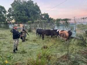 Ejército recupera nueve reses en operativo en la frontera de Dajabón